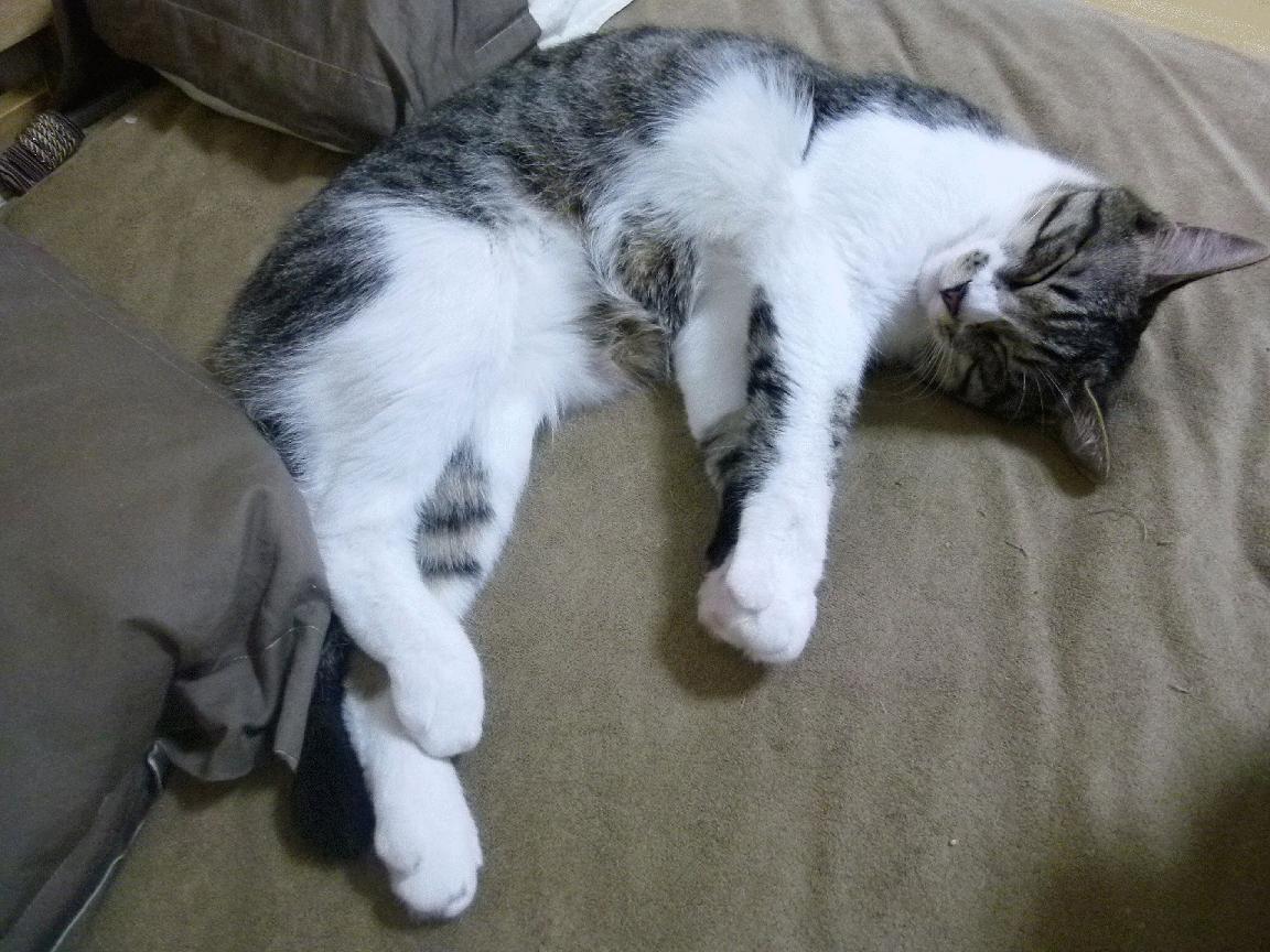 开云体育平台APP-魔力觉醒！牙买加铁血逆袭，抢七生死战碾碎马赛冠军梦