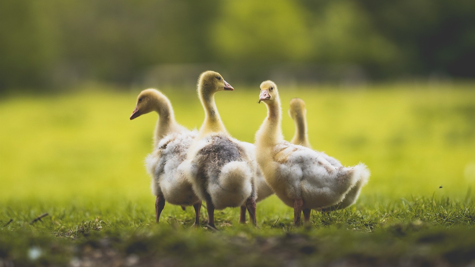 当紫百合在新西兰绽放，足球全球化下的弗拉霍维奇现象